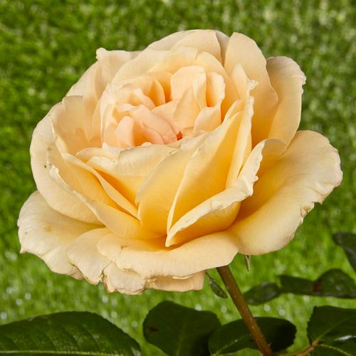 E-commerce, vendita, rose, in, vaso rose ibridi di tea - giallo - Rosa Casanova - rosa mediamente profumata - Samuel Darragh McGredy IV. - ,-